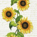 24 SUNFLOWER BEV NAP (PZ)