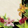 24 TROPICL LILLIES BEV NAP(PZ)