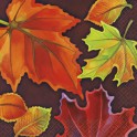 16 CRISP LEAVES BEV NAP