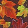 16 CRISP LEAVES BEV NAP