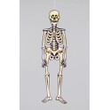 HALLOWEEN JOINTED SKELETON