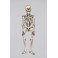 HALLOWEEN JOINTED SKELETON